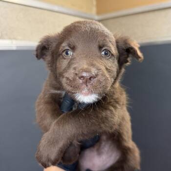 Shepherd Dogs Available for Adoption in Palm Springs, California - Hershey | PetCurious