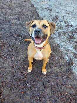 Bubbles (In Foster) -  Black Mouth Cur Dog Available for Adoption in Elmwood, Louisiana - Bubbles (In Foster) | PetCurious