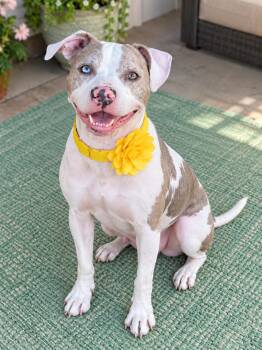 Daisy -  Mixed Breed Dog for Adoption in Crosby, Texas - Daisy | PetCurious