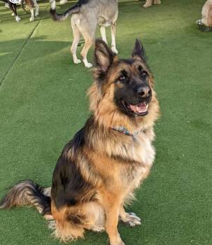 Arzzie-Courtesy Post -  German Shepherd Dog Dog for Adoption in Fulton, California - Arzzie-Courtesy Post | PetCurious