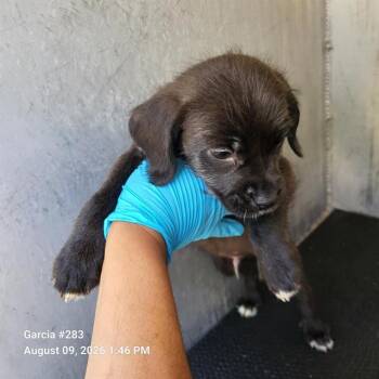 REMIE -  Terrier Dog for Adoption in San Antonio, Texas - REMIE | PetCurious