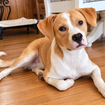 Duncan -  Labrador Retriever Dog for Adoption in Grand Bay, Alabama - Duncan | PetCurious