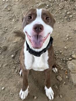 Rescue Mixed Breed Dogs for Adoption in Narberth, Pennsylvania - Morrone | PetCurious