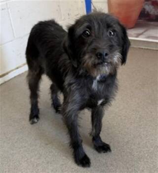 Terrier Dogs Available for Adoption in San Bernardino, California - MARLIN | PetCurious