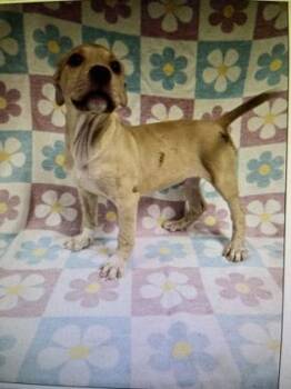 Mixed Breed Dogs Available for Adoption in West Chester, Pennsylvania - Benjamin | PetCurious