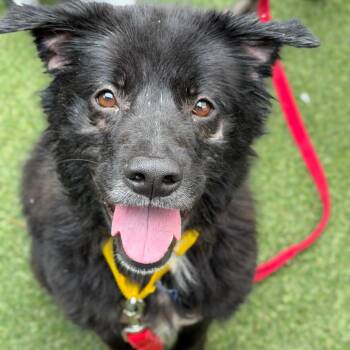 Galinda -  Mixed Breed Dog for Adoption in Asheville, North Carolina - Galinda | PetCurious