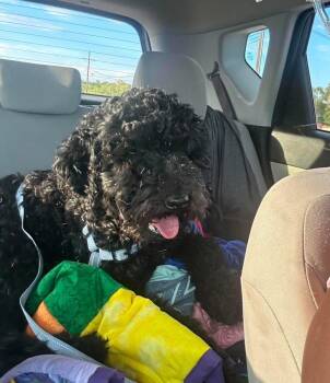 SPONSOR OR FOSTER ME - Milo -  Standard Poodle Dog for Adoption in Grafton, Wisconsin - SPONSOR OR FOSTER ME - Milo | PetCurious