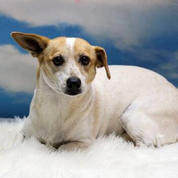 Dachshund and Terrier Dogs Available for Adoption in Casa Grande, Arizona - Britta | PetCurious