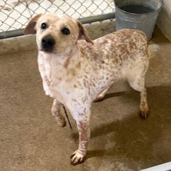 Shilah 22155 -  Cattle Dog and Mixed Breed Dog for Adoption in Cumming, Georgia - Shilah 22155 | PetCurious