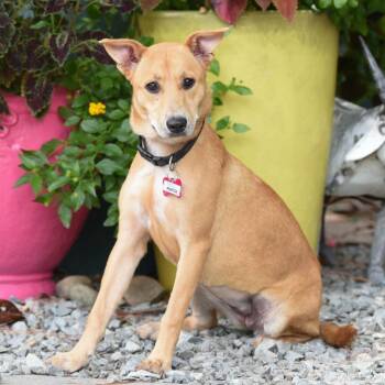 Marge -  Labrador Retriever Dog for Adoption in Wake Forest, North Carolina - Marge | PetCurious