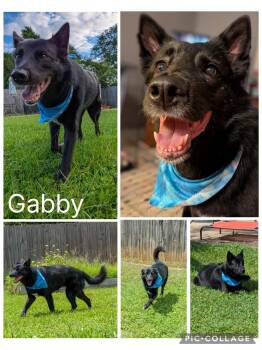 Gabby -  German Shepherd Dog Dog for Adoption in Enterprise, Alabama - Gabby | PetCurious
