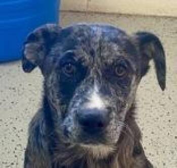 Shepherd Dogs Available for Adoption - Luffy | PetCurious