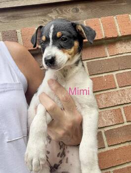 Mimi an max -  Jack Russell Terrier and Fox Terrier Dog for Adoption in Armada, Michigan - Mimi An Max | PetCurious
