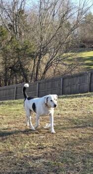 Rescue Treeing Walker Coonhound Dogs for Adoption in Aurora, Indiana - Rocky | PetCurious