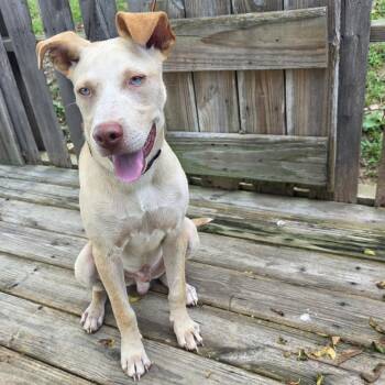 TNGC-Stray-1280 -  Mixed Breed Dog for Adoption in Pulaski, Tennessee - TNGC-Stray-1280 | PetCurious