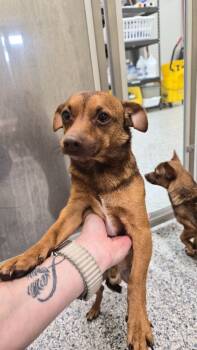 Rescue Terrier Dogs for Adoption in Athens, Tennessee - Arlo | PetCurious