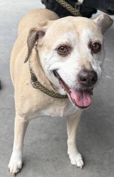 Bella fka Anna -  Labrador Retriever and Mixed Breed Dog for Adoption in Conway, South Carolina - Bella Fka Anna | PetCurious