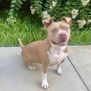 Misty -  American Staffordshire Terrier and Mixed Breed Dog for Adoption in Houston, Texas - Misty | PetCurious