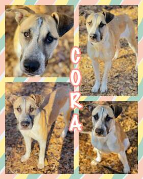 Carolina Dog and Anatolian Shepherd Dogs Available for Adoption in Social Circle, Georgia - Cora | PetCurious