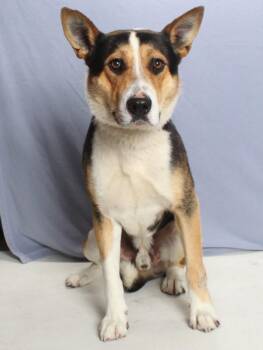 German Shepherd Dog and Collie Dogs Available for Adoption in Burbank, California - WALLY | PetCurious