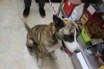 German Shepherd Dog and Catahoula Leopard Dog Dogs Available for Adoption in Picayune, Mississippi - Cowboy | PetCurious
