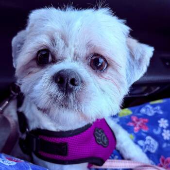 Mimi Turner -  Shih Tzu Dog for Adoption in Plano, Texas - Mimi Turner | PetCurious