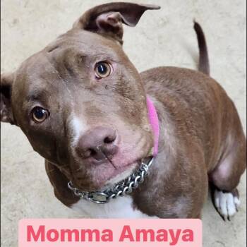 Rescue Pit Bull Terrier Dogs for Adoption in Mooresville, Indiana - Amaya | PetCurious