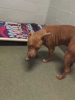 Rescue Pit Bull Terrier and Mixed Breed Dogs for Adoption - DONKEY | PetCurious