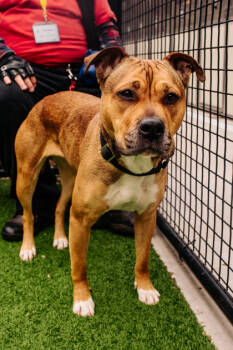 Rescue Mixed Breed Dogs for Adoption in West Chester, Pennsylvania - Sturgeon | PetCurious