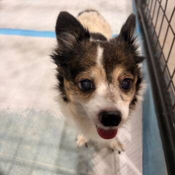 Chihuahua Dogs Available for Adoption in Harlingen, Texas - Licky | PetCurious