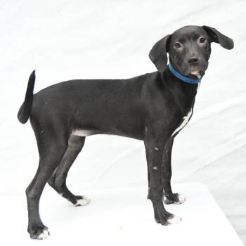 Labrador Retriever and Mixed Breed Dogs Available for Adoption in South Elgin, Illinois - Windy | PetCurious