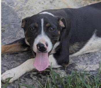 Rescue German Shepherd Dog and Harrier Dogs for Adoption in Pottstown, Pennsylvania - Nate | PetCurious