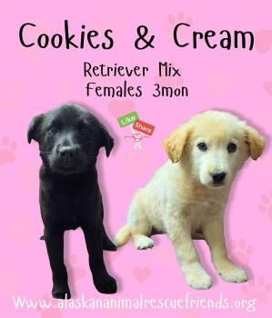 Cream -  Labrador Retriever Dog for Adoption in Anchorage, Alaska - Cream | PetCurious