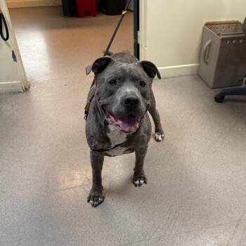 Brutus -  Pit Bull Terrier Dog for Adoption in Pasadena, California - Brutus | PetCurious
