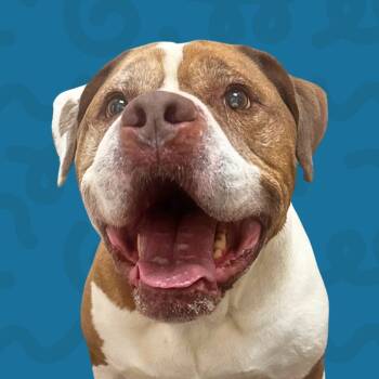 Rescue Pit Bull Terrier Dogs for Adoption in Reno, Nevada - Pablo | PetCurious
