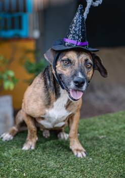 Rescue Rat Terrier and Dachshund Dogs for Adoption in Anacortes, Washington - Chimenea | PetCurious