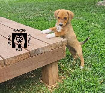 Red Wing -  Australian Cattle Dog Blue Heeler Dog for Adoption in Omaha, Nebraska - Red Wing | PetCurious