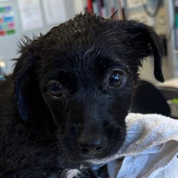 109054 -  Mixed Breed Dog for Adoption in Las Cruces, New Mexico - 109054 | PetCurious