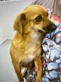Farrah -  Chihuahua and Dachshund Dog for Adoption in Tifton, Georgia - Farrah | PetCurious