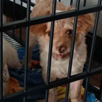 Mixed Breed Dogs Available for Adoption in Tacoma, Washington - Chaparra | PetCurious