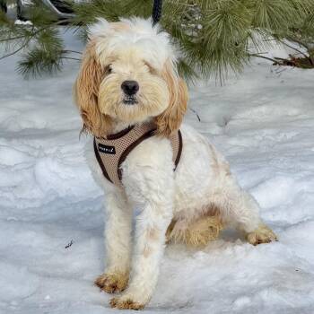 Cocker Spaniel Dogs Available for Adoption - Pumpkin | PetCurious