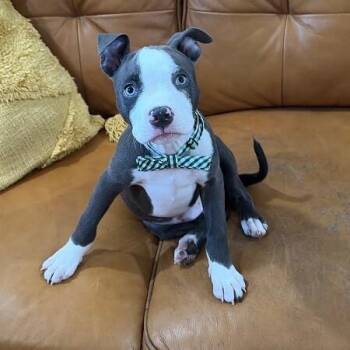 Bubbles "Bubba" Barkley -  Pit Bull Terrier Dog for Adoption in Friendswood, Texas - Bubbles "Bubba" Barkley | PetCurious