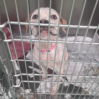 Josie -  Mixed Breed Dog for Adoption in Memphis, Tennessee - Josie | PetCurious
