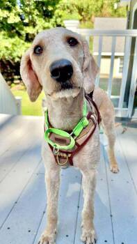 Penny -  Labradoodle and Goldendoodle Dog for Adoption in Milton, Delaware - Penny | PetCurious