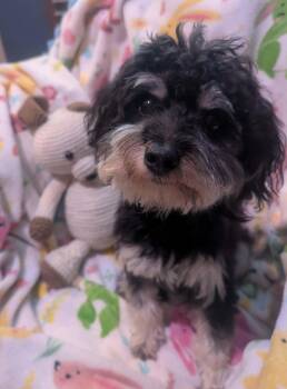 Layla -  Poodle and Schnauzer Dog for Adoption in Yorkville, Illinois - Layla | PetCurious