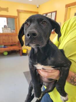 Liberty -  Mixed Breed Dog for Adoption in Lawrenceburg, Tennessee - Liberty | PetCurious