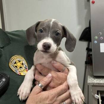 Cranium -  Whippet and Mixed Breed Dog for Adoption in Buchanan Dam, Texas - Cranium | PetCurious