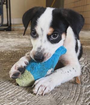Beagle and Yellow Labrador Retriever Dogs Available for Adoption in Carolina, Carolina - Mango Moo - The Sweetest Boy | PetCurious
