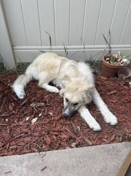 Great Pyrenees and Shepherd Dogs Available for Adoption in Denver, Colorado - Tucker | PetCurious