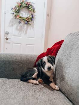 Landon -  Border Collie Dog for Adoption in Goodyear, Arizona - Landon | PetCurious